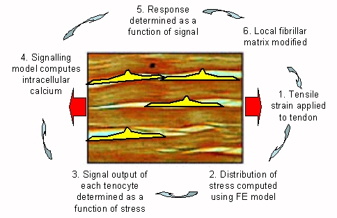 TENDON1.jpg