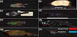 Identifying regions and points on natural history specimens